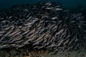 Bali 2016 - Striped catfish - Balibot raye - Plolosus lineatus - IMG_6133_rc